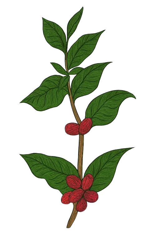 Coffee plant branch with green leaves and red coffee cherries.