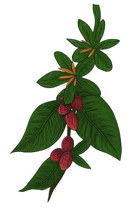 Coffee plant branch with green leaves, red berries, and yellow flowers.