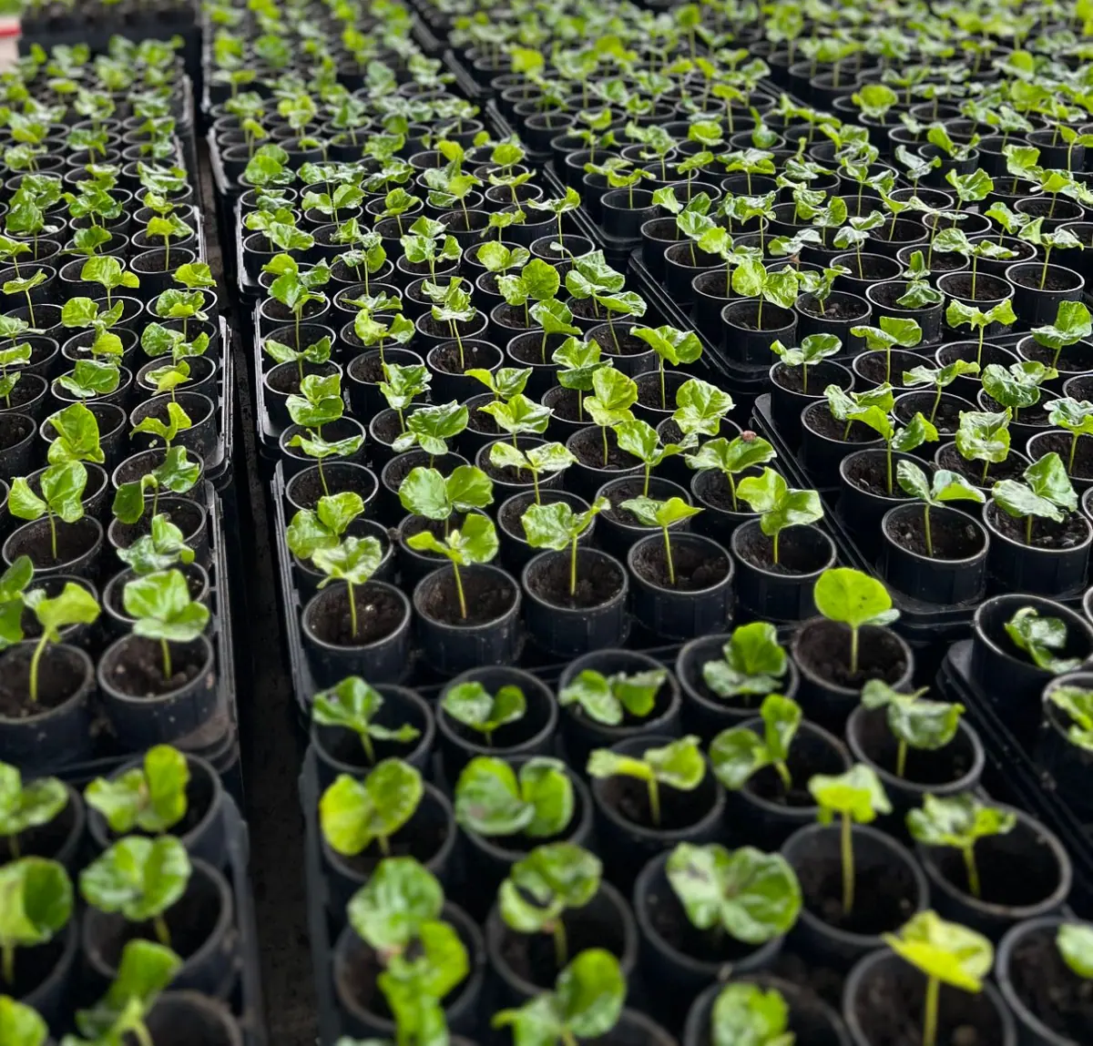 Seedlings in black pots in a greenhouse. Rows of young plants with green leaves.