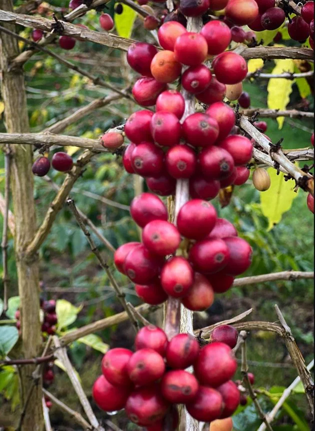 Red coffee cherries cluster on a coffee plant branch, with some unripe green cherries.