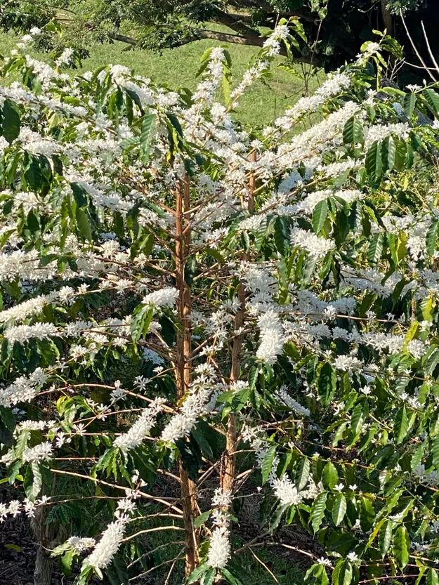 Coffee plant in full bloom with white flowers and green leaves.