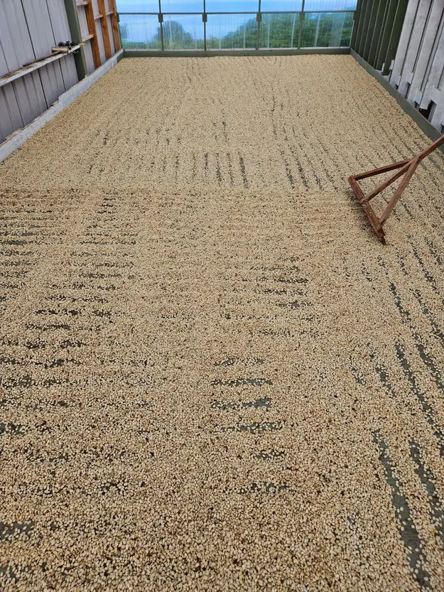 Tan coffee beans drying on a large platform, raked into rows, in a well-lit enclosed space.